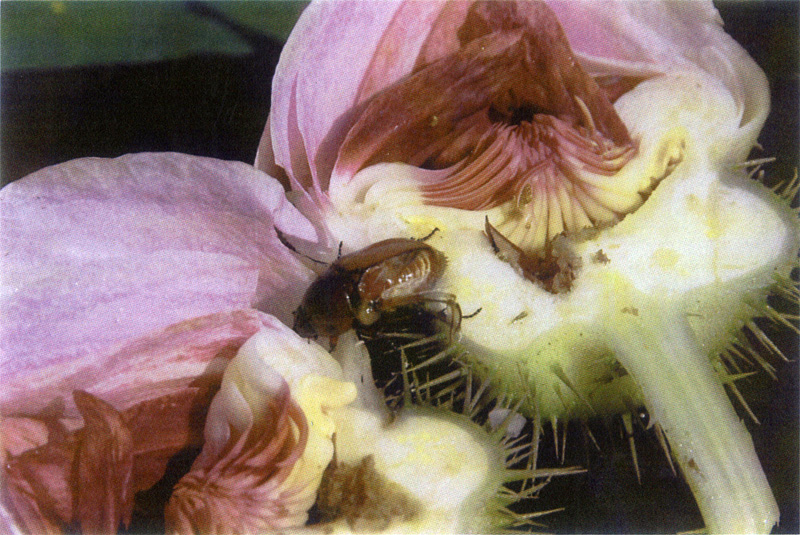 V amazonica Scarab Beetle Reduced